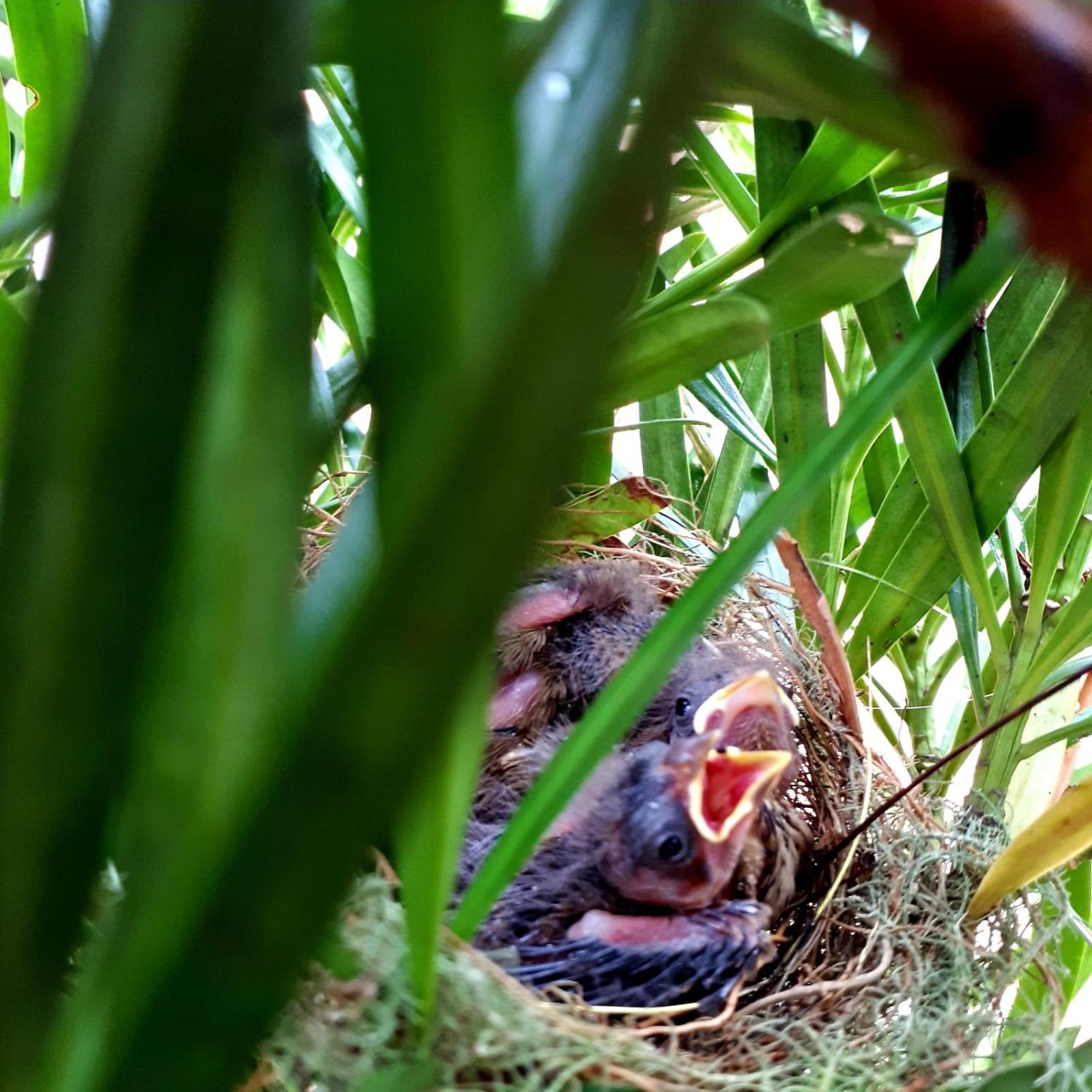 Pousada Dellis Visconde De Mauá Buitenkant foto